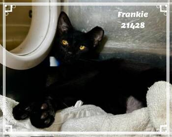 FRANKIE see also GIZMO -  Domestic Short Hair and Bombay Cat for Adoption in Marietta, Georgia - FRANKIE See Also GIZMO | PetCurious