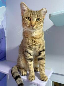 Yahenni -  Domestic Short Hair Cat for Adoption in Colorado Springs, Colorado - Yahenni | PetCurious