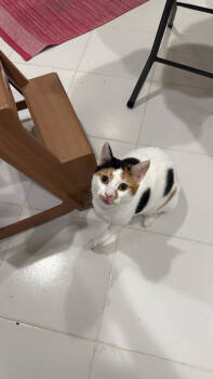 Rescue British Shorthair Cats for Adoption in Snow Hill, Maryland - Farha-SN | PetCurious