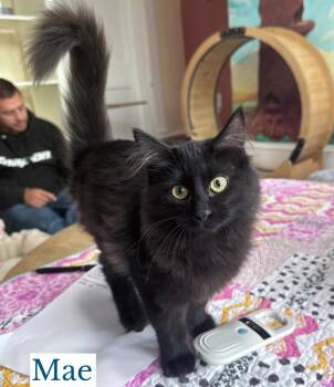 Mae -  Domestic Long Hair Cat for Adoption in Berkeley Springs, West Virginia - Mae | PetCurious