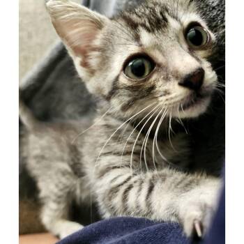 Merlin 28 -  Domestic Short Hair Cat for Adoption in Austin, Texas - Merlin 28 | PetCurious