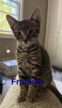 Rescue Domestic Short Hair Cats for Adoption in Naugatuck, Connecticut - Franklin | PetCurious