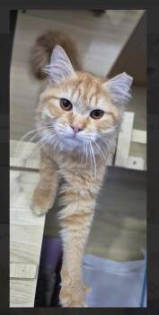 Peaches -  Maine Coon and Siberian Cat Available for Adoption in Randolph, Massachusetts - Peaches | PetCurious