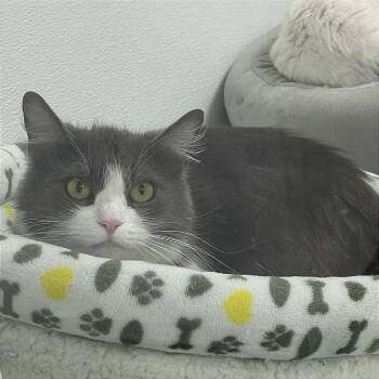 Domestic Medium Hair Cats Available for Adoption - Violet | PetCurious