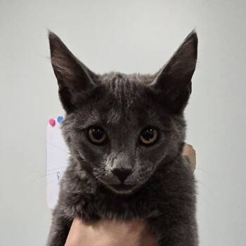 Rye -  Domestic Short Hair Cat for Adoption in Washburn, Missouri - Rye | PetCurious