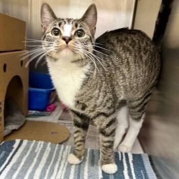 Rescue Domestic Short Hair Cats for Adoption - Leo | PetCurious