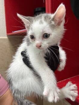 Oolong -  Domestic Short Hair Cat for Adoption in Hobbs, New Mexico - Oolong | PetCurious