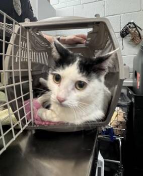 Kerry -  Domestic Short Hair Cat for Adoption in West Chester, Pennsylvania - Kerry | PetCurious