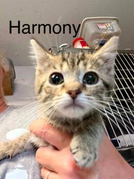 Harmony -  Domestic Short Hair Cat for Adoption in Princeton, Indiana - Harmony | PetCurious