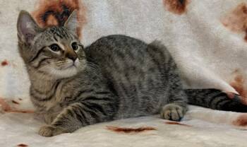 Pirate -  Domestic Short Hair Cat for Adoption in Kansas City, Missouri - Pirate | PetCurious