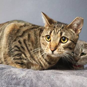Domestic Short Hair Cats Available for Adoption - Tracy | PetCurious