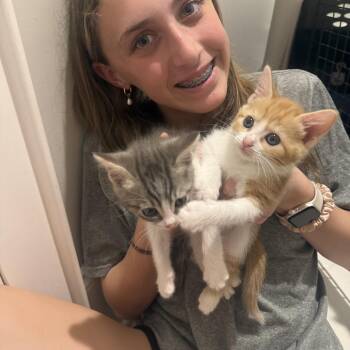 Kit Kat -  Domestic Short Hair Cat Available for Adoption in Nashville, Tennessee - Kit Kat | PetCurious