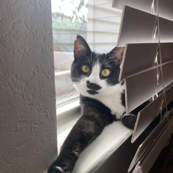 Rue -  Domestic Short Hair Cat for Adoption in Lake Jackson, Texas - Rue | PetCurious