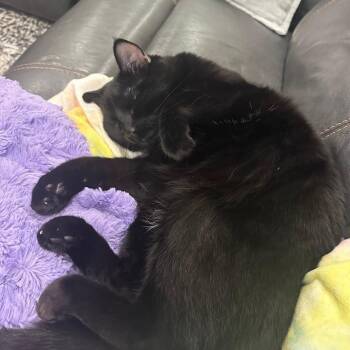 Mila -  Domestic Short Hair Cat for Adoption in Layton, Utah - Mila | PetCurious