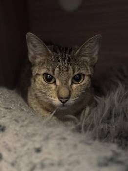 Avalanche -  Domestic Short Hair and Tabby Cat for Adoption in Dallas, Texas - Avalanche | PetCurious