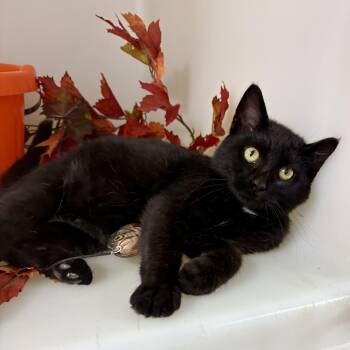 Espresso -  Domestic Short Hair Cat for Adoption in Charles City, Iowa - Espresso | PetCurious