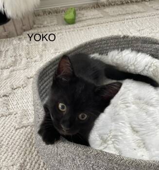 Yoko -  Domestic Short Hair Cat for Adoption - Yoko | PetCurious