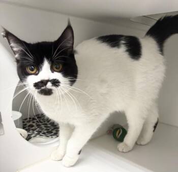 Domestic Short Hair Cats Available for Adoption - Dory | PetCurious