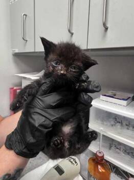 Meowlius -  Domestic Short Hair Cat for Adoption in Sevierville, Tennessee - Meowlius | PetCurious