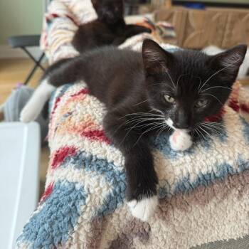 Cargo Shorts -  Domestic Short Hair Cat for Adoption in Chicago, Illinois - Cargo Shorts | PetCurious