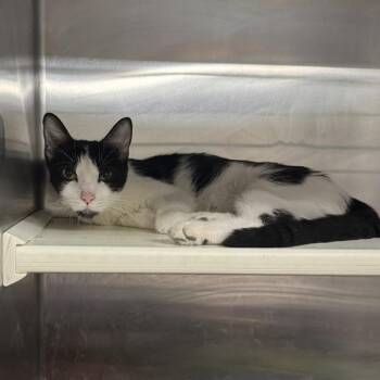 Pollyanna -  Domestic Short Hair Cat for Adoption in Des Moines, Iowa - Pollyanna | PetCurious