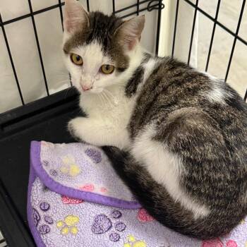Opie -  Domestic Short Hair Cat for Adoption in Normal, Illinois - Opie | PetCurious