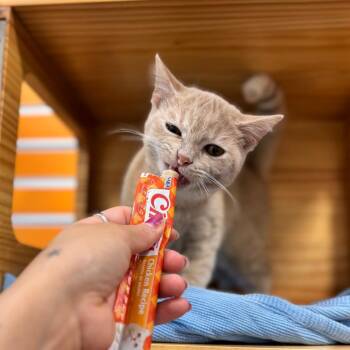 Frida -  Domestic Short Hair Cat for Adoption in Nashville, Indiana - Frida | PetCurious