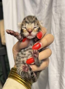 Paperclip -  Domestic Short Hair Cat for Adoption in Statesboro, Georgia - Paperclip | PetCurious