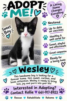 Wesley -  Domestic Short Hair Cat for Adoption in Leona Valley, California - Wesley | PetCurious