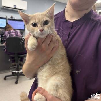 Domestic Short Hair Cats Available for Adoption in Washington, District Of Columbia - Iggy | PetCurious