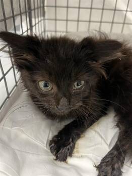 PANSY -  Domestic Medium Hair Cat for Adoption in Fort Lauderdale, Florida - PANSY | PetCurious
