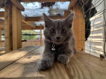 Dusty -  Domestic Short Hair Cat for Adoption in Lincoln, Nebraska - Dusty | PetCurious