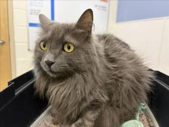 PERSIA -  Domestic Long Hair Cat for Adoption in Loveland, Colorado - PERSIA | PetCurious