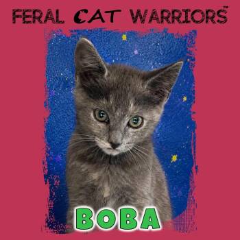 Boba -  Domestic Short Hair Cat for Adoption in Kingman, Arizona - Boba | PetCurious
