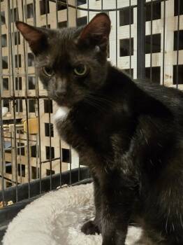 Domestic Short Hair Cats Available for Adoption in Hudson, New Hampshire - Harrison | PetCurious