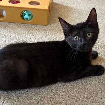 Skylar -  Domestic Short Hair Cat for Adoption in Central Falls, Rhode Island - Skylar | PetCurious