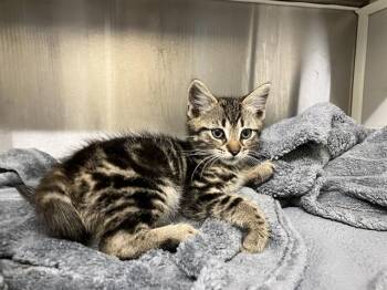 ADAMS -  Domestic Short Hair Cat for Adoption in Tustin, California - ADAMS | PetCurious