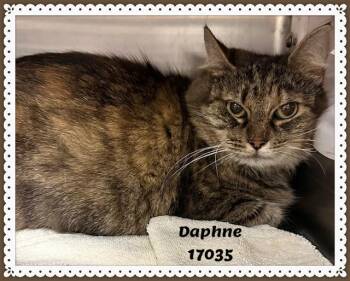 Domestic Medium Hair and Tabby Cats Available for Adoption - DAPHNE See Also ELOISE | PetCurious