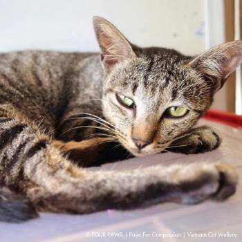 Lion -  Exotic Shorthair Cat for Adoption in Los Angeles, California - Lion | PetCurious