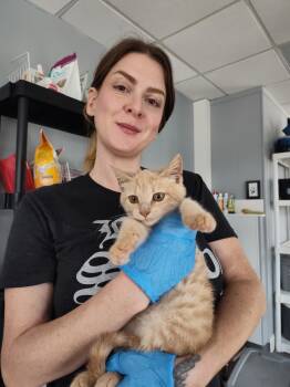 Rescue Domestic Medium Hair Cats for Adoption in Columbus, Ohio - Goldie Fawn | PetCurious