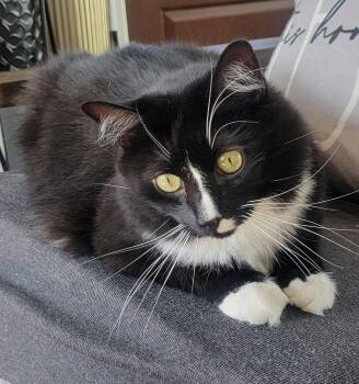 Robin -  Tuxedo Cat for Adoption in New York, New York - Robin | PetCurious