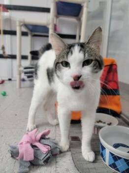 Ninja -  Domestic Short Hair Cat for Adoption in Elmira, New York - Ninja | PetCurious