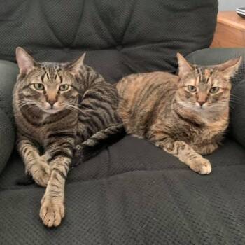 Rescue Domestic Short Hair and Torbie Cats for Adoption in Spring Green, Wisconsin - TAFFY And TOBY * ADORABLE LOVING BONDED SISTER BROTHER PAIR | PetCurious