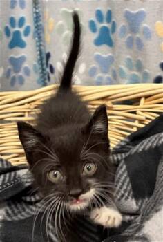 BRIAN -  Domestic Short Hair Cat for Adoption in Rosenberg, Texas - BRIAN | PetCurious