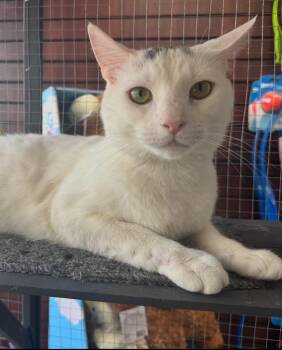 Rescue Domestic Short Hair Cats for Adoption in Absecon, New Jersey - Kyle | PetCurious