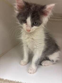 Squeaks (Hairetown) -  Domestic Medium Hair Cat for Adoption in Johnson City, Tennessee - Squeaks (Hairetown) | PetCurious