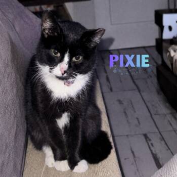 Domestic Short Hair Cats Available for Adoption - Pixie | PetCurious