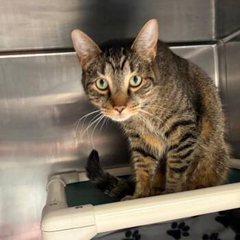 Domestic Short Hair Cats Available for Adoption - Brutus | PetCurious