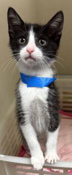 92711A Krispy Kreme-PetSmart North Charleston -  Domestic Short Hair Cat for Adoption in North Charleston, South Carolina - 92711A Krispy Kreme-PetSmart North Charleston | PetCurious