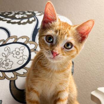 Shakira -  Domestic Short Hair Cat for Adoption in Bentonville, Arkansas - Shakira | PetCurious